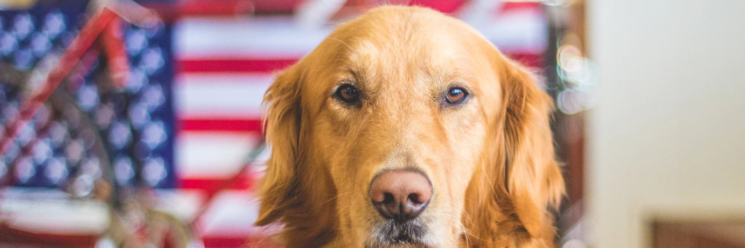 AlbertUSAdog's profile banner image
