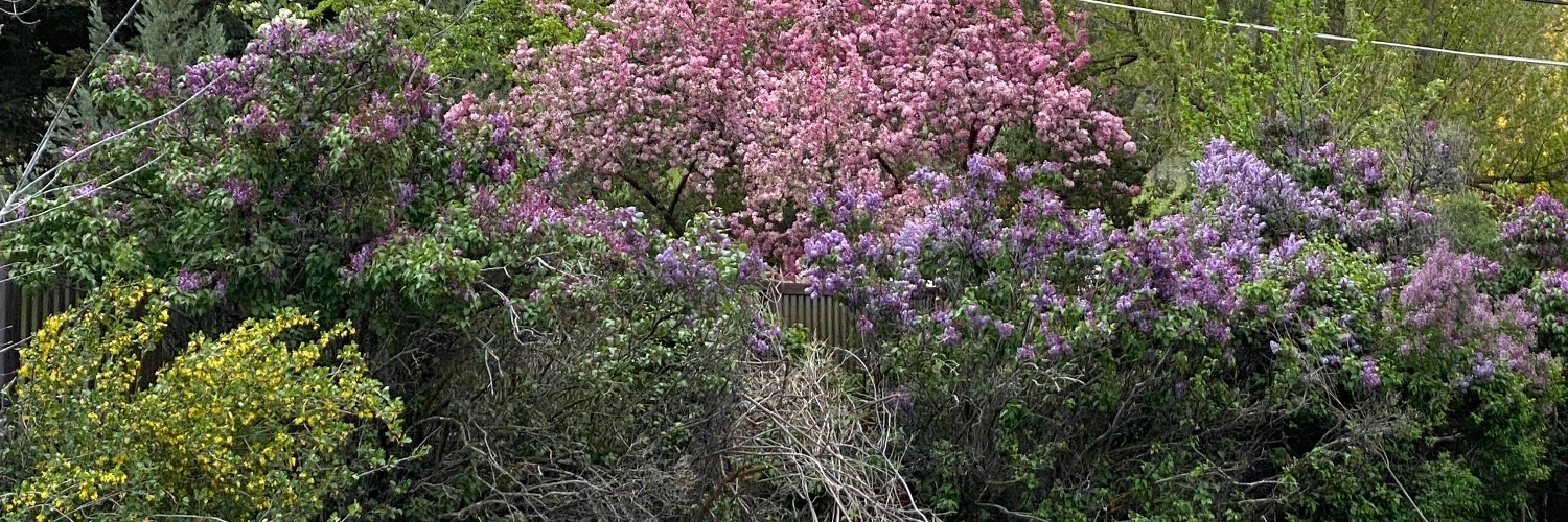 belbybamber's profile banner image