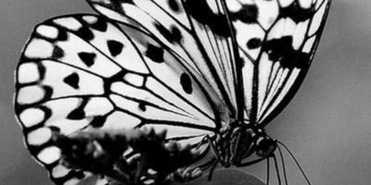 simmylala's profile banner image