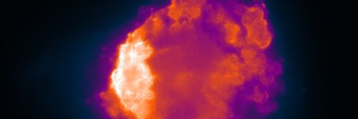DjokovicLab banner