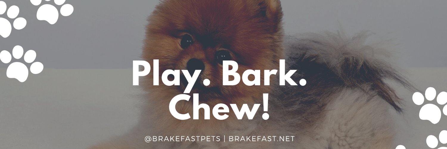 brakefastpets's profile banner image