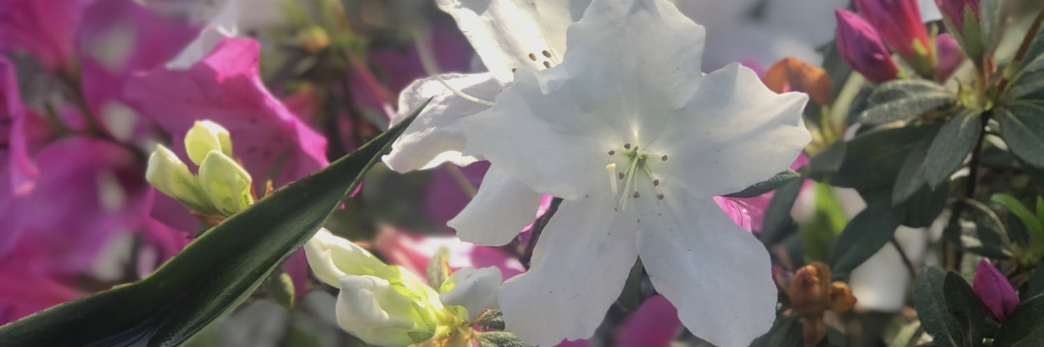 imonicalewinsky's profile banner image