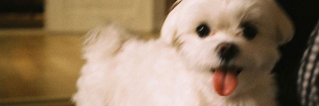 𝗠𝗥.𝗝𝗗 | 𝒍𝒐𝒗𝒆 𝒔𝒑𝒍𝒂𝒔𝒉! 𝑷𝑺𝒀 °ʚ🍏ɞ°. banner