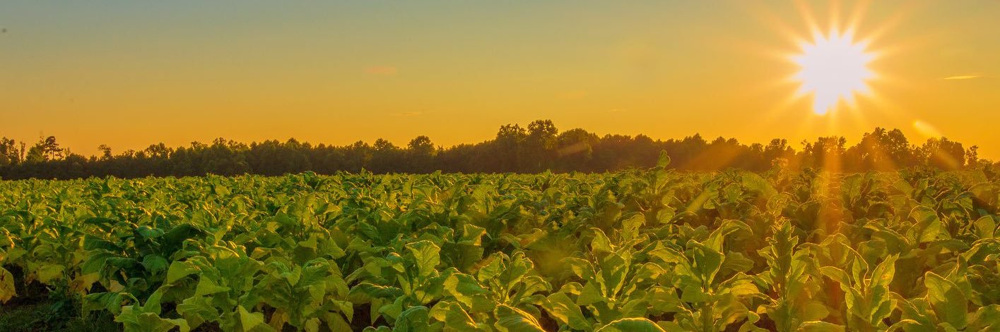 Tobacco Insider's banner