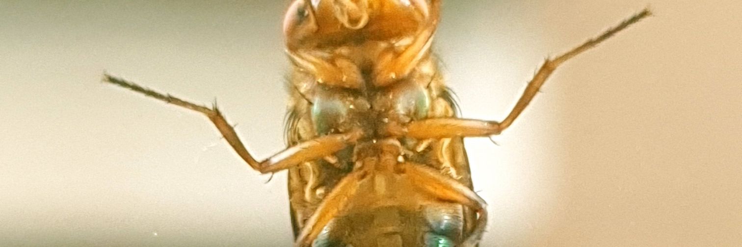 viralata Clara Mello banner