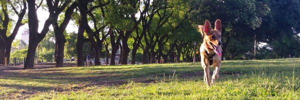 Arpeggiate Profile Banner