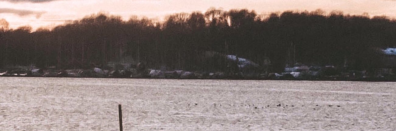 Han🐷 banner