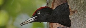 agackakhan's profile banner image