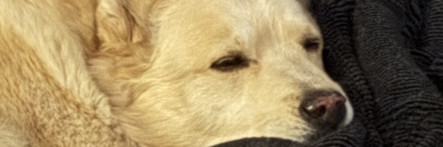 sillyrabbit86's profile banner image