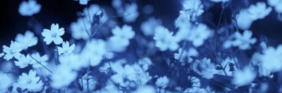 chivisuwu's profile banner image