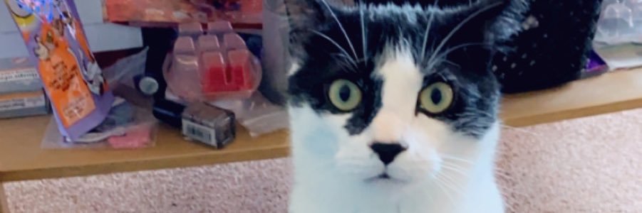 jadebaird_'s profile banner image