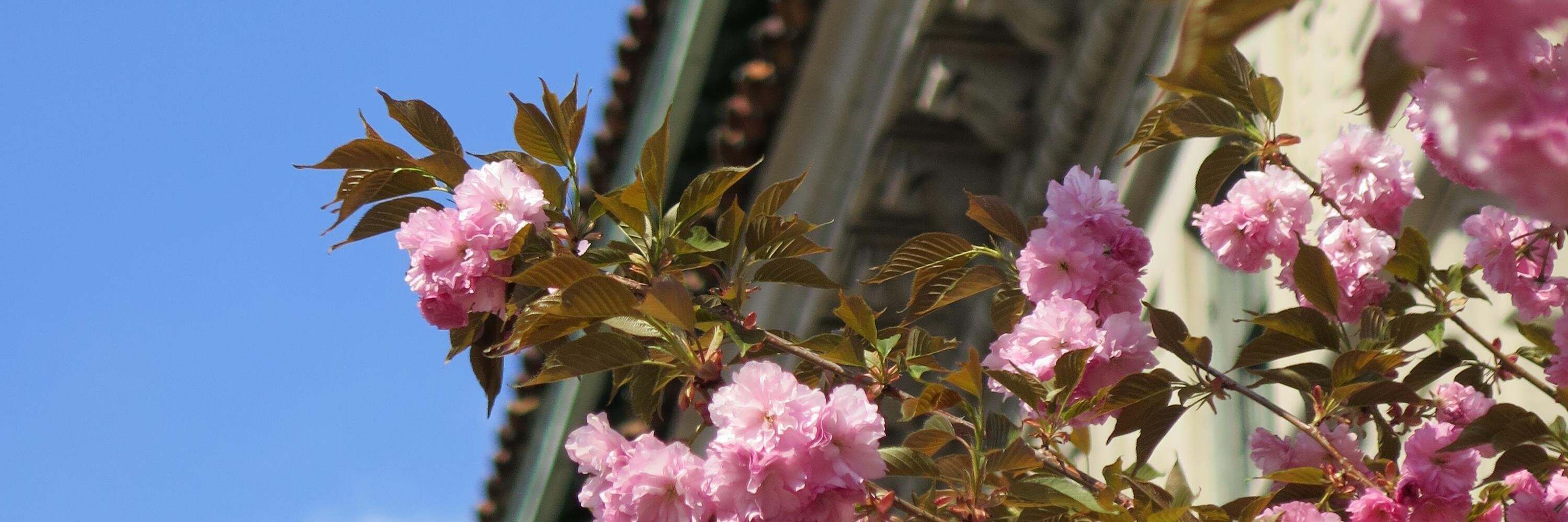 The Italian Academy's banner
