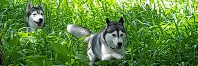 YisusHaas's profile banner image
