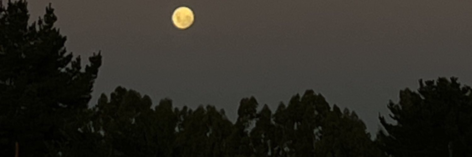 bergamontini's profile banner image