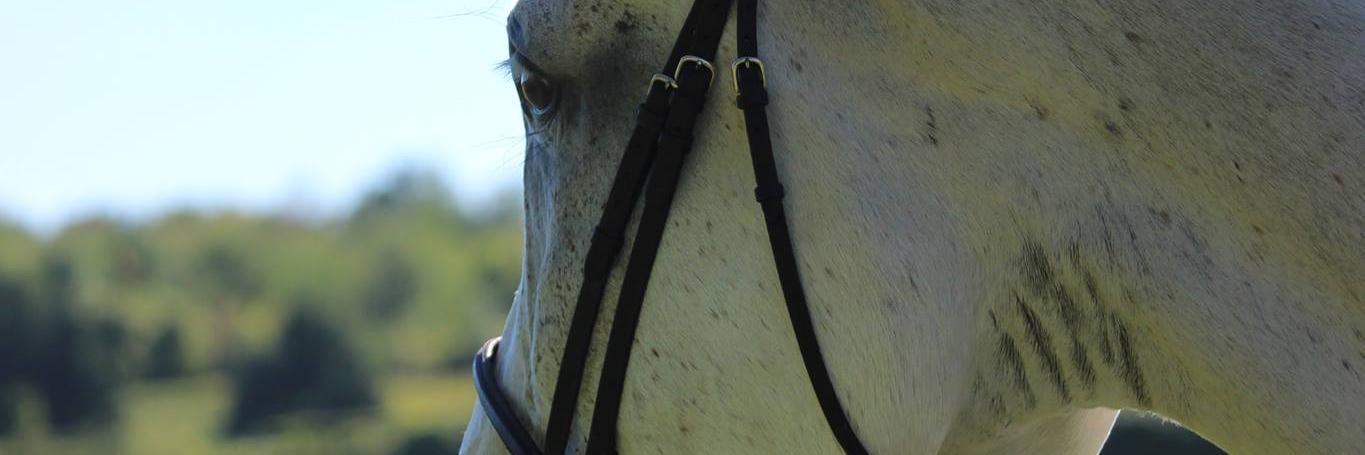 Alexa Cheater banner