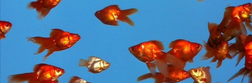 alex 🍉🌲✨ banner