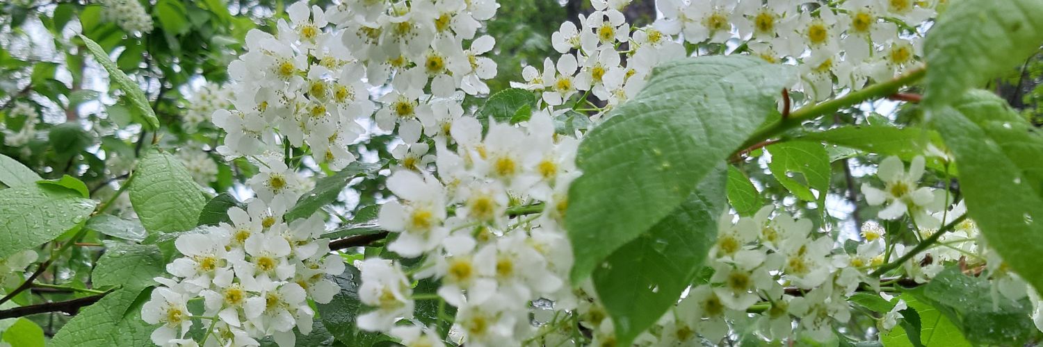 MonaTaipale's profile banner image