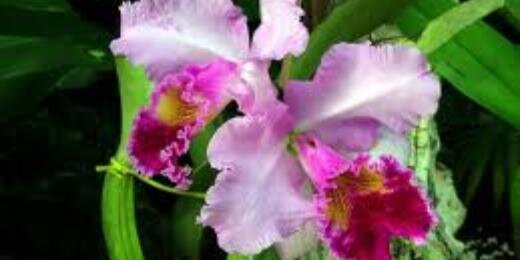 CC Altos Pque. Caiza banner