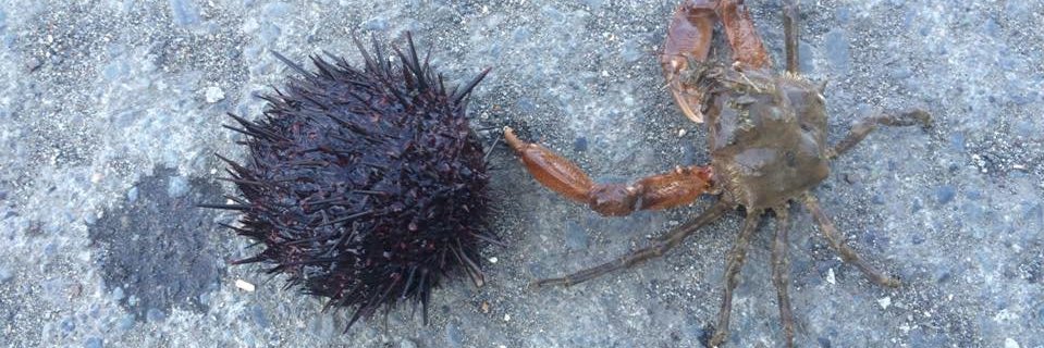 小林貴樹@SmileBoom banner