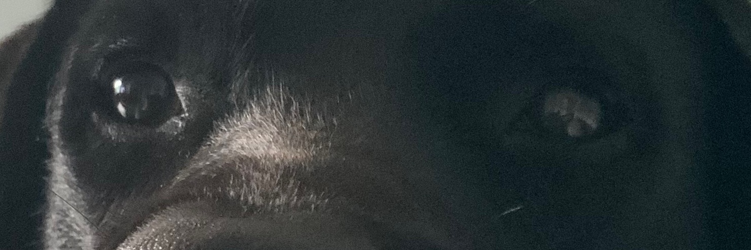 BorisAKnownLiar banner