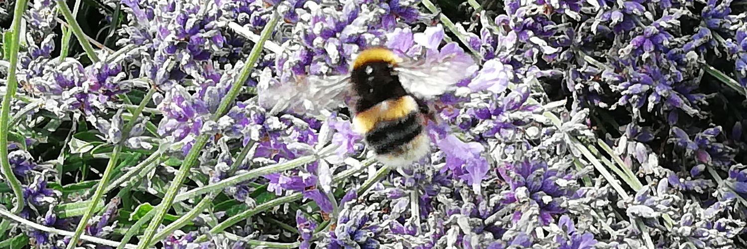 ghost | 🇺🇦 banner