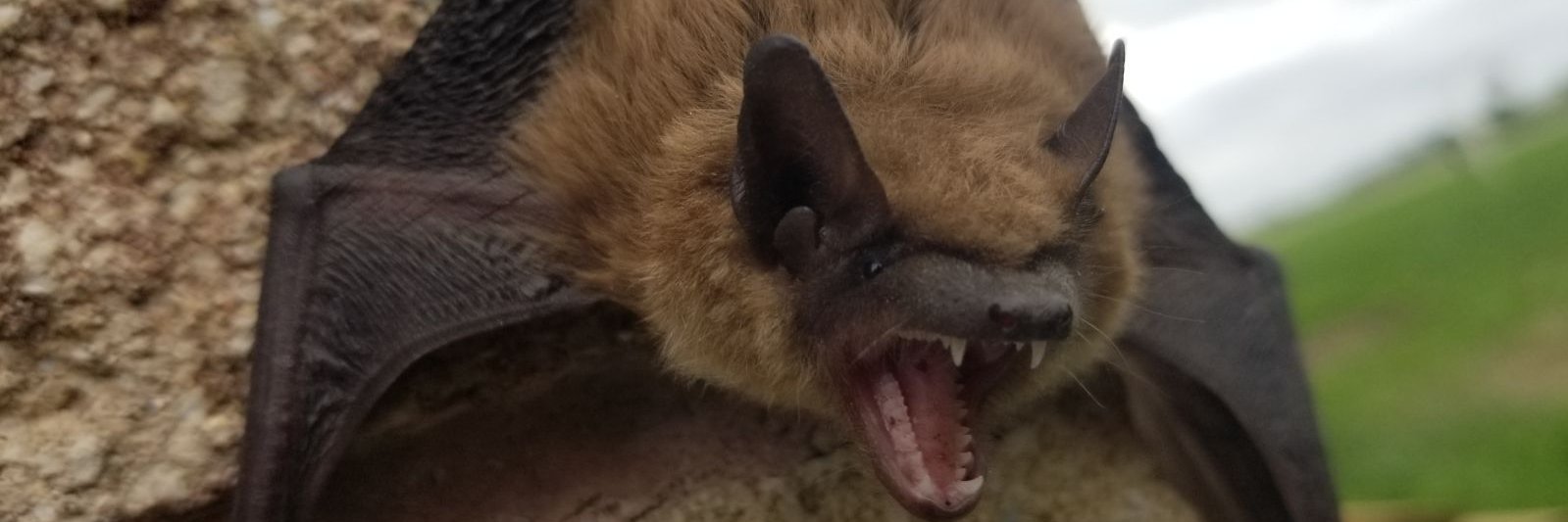 PROTRAP's profile banner image