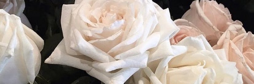 66_Raneem's profile banner image