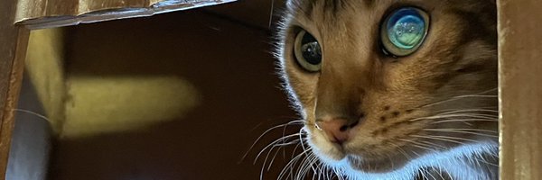 sakurafuto Profile Banner