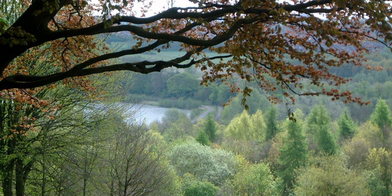 Catherine Johnson banner