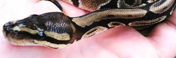 DoyleExotics Profile Banner