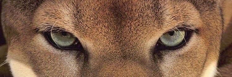 sexy evil gf ★ banner