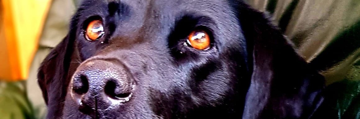 traceym56015445's profile banner image