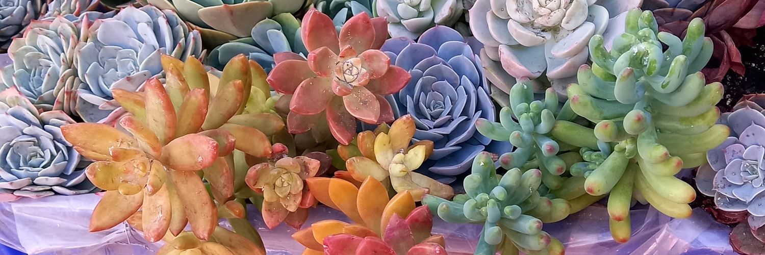 sucucrochet's profile banner image
