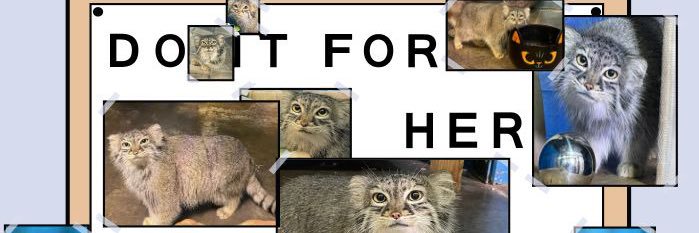 rox banner