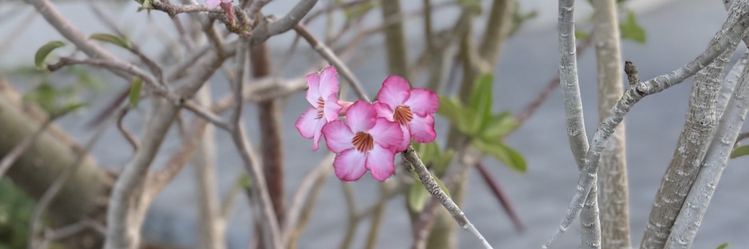 𝐴𝑖𝑠ℎ𝑎 banner