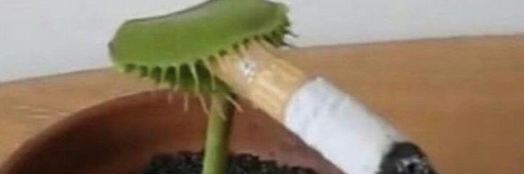 avenusflytrap's profile banner image