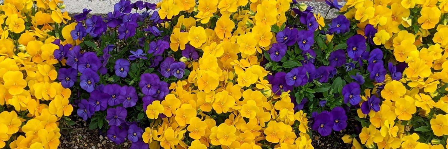 あひるの劣化型サイボーグ banner