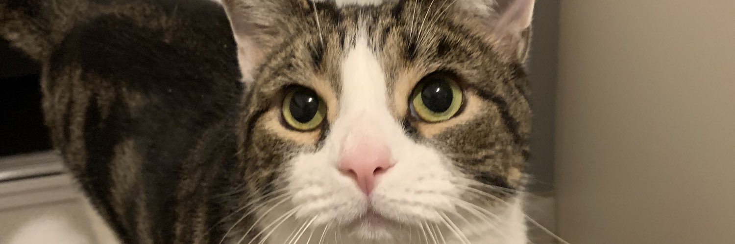 Holleyfish's profile banner image