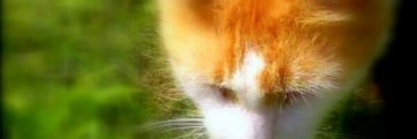 DaleRRiley Profile Banner