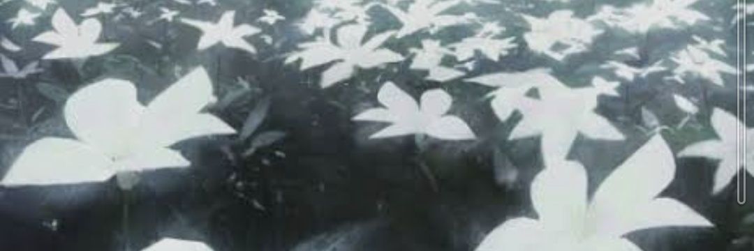 フジコウキ banner