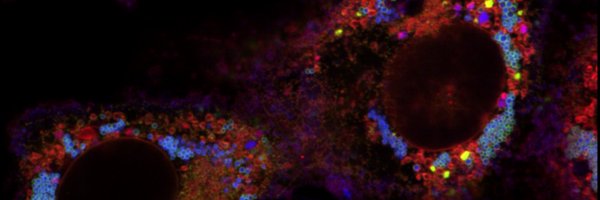 Mottillo_Lab Profile Banner