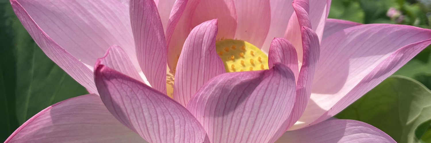 行田の古ネコ banner
