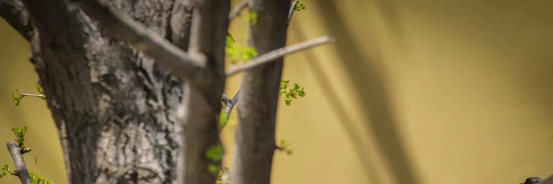 RufusPom's profile banner image
