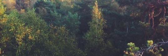 Loolaa_oo's profile banner image