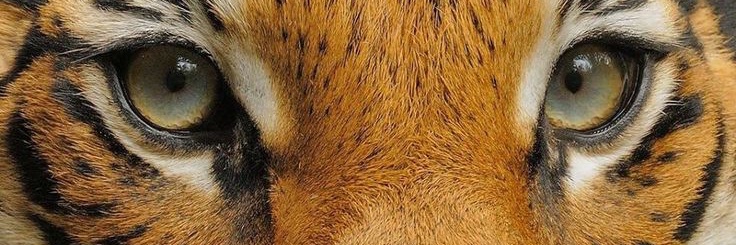 Raquel Vieira banner