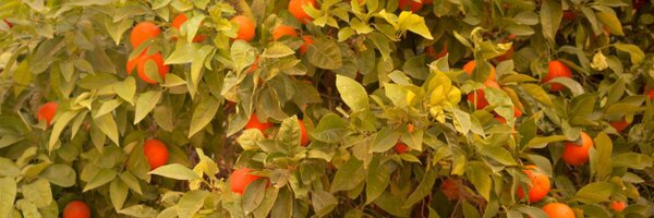 sitkarev Profile Banner