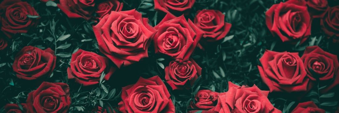 💫Elena Ruiz💫 banner