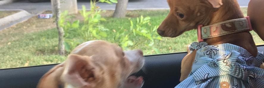Pawys Garcia 💋 banner