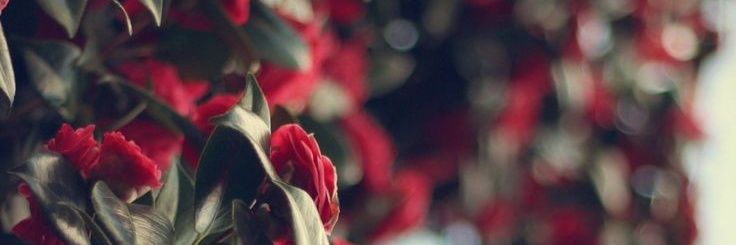 _zulmita_'s profile banner image