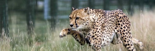 Kalebwilli9 Profile Banner